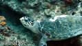 scuba diving photo