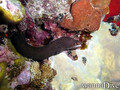 scuba diving photo
