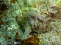 scuba diving photo