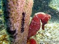 scuba diving photo