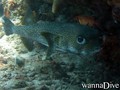 scuba diving photo