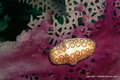 scuba diving photo