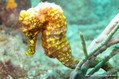 scuba diving photo