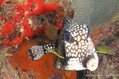 scuba diving photo
