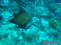 scuba diving photo