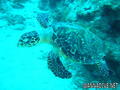 scuba diving photo