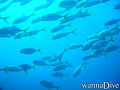 scuba diving photo