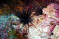 scuba diving photo