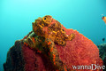 scuba diving photo