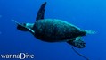 scuba diving photo