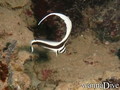 scuba diving photo