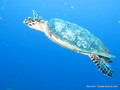 scuba diving photo