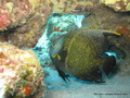 scuba diving photo