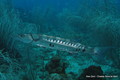 scuba diving photo