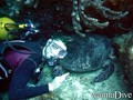 scuba diving photo
