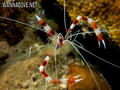 foto de buceo
