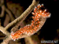 foto de buceo