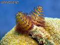 foto de buceo