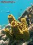 scuba diving photo