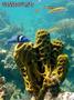 scuba diving photo