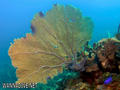 scuba diving photo