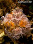 scuba diving photo