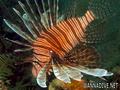 foto de buceo