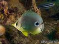 scuba diving photo
