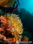 scuba diving photo