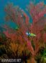scuba diving photo
