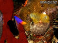 scuba diving photo