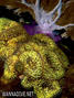 scuba diving photo