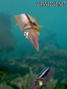foto de buceo