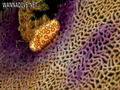 foto de buceo