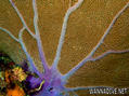 foto de buceo