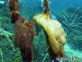 scuba diving photo