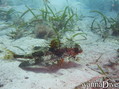 scuba diving photo