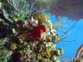scuba diving photo