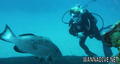 scuba diving photo