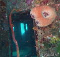 scuba diving photo