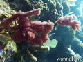scuba diving photo
