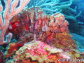foto de buceo