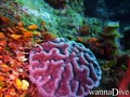 foto de buceo