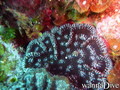 foto de buceo