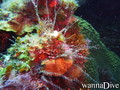 foto de buceo