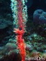 foto de buceo
