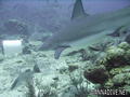 scuba diving photo
