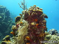 scuba diving photo
