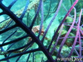 scuba diving photo