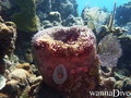 scuba diving photo
